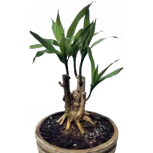 Dracaena Angustifolia - 4 leaves