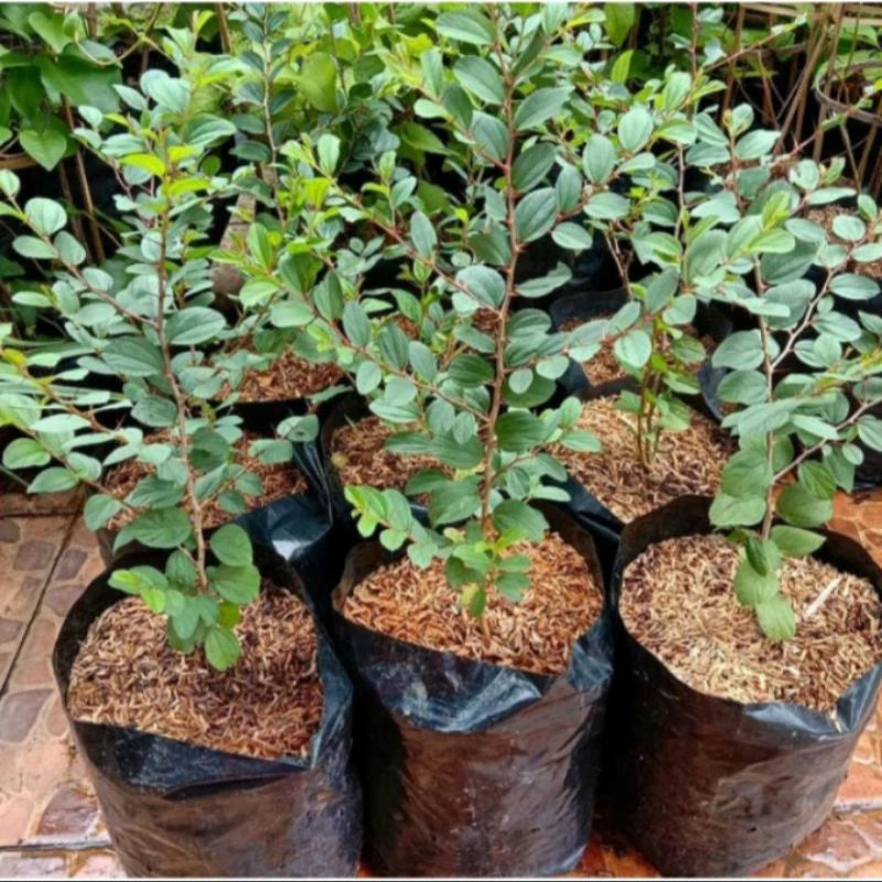 Ziziphus Mauritiana 20 - 30cm