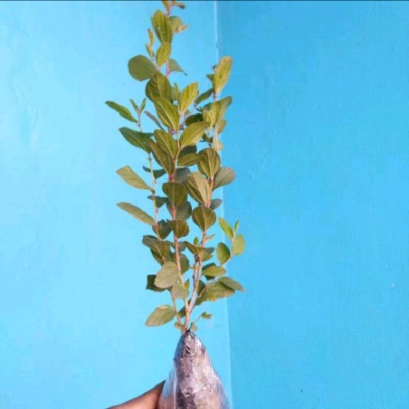 Ziziphus Mauritiana 20 - 30cm