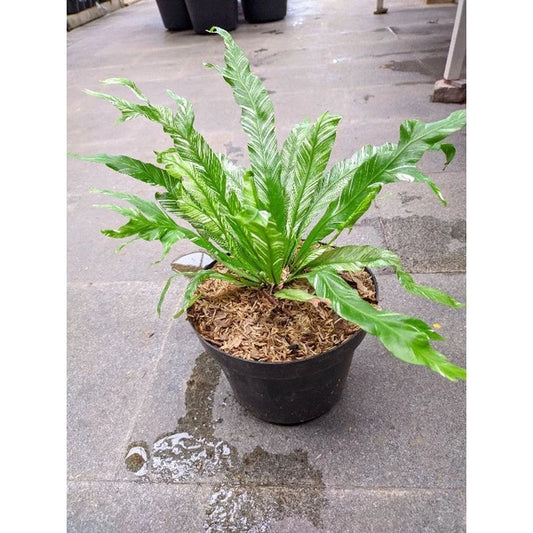 Asplenium Nidus White Variegated 20 - 30 cm