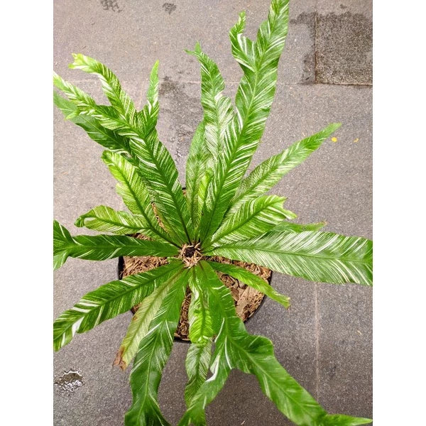 Asplenium Nidus White Variegated 20 - 30 cm