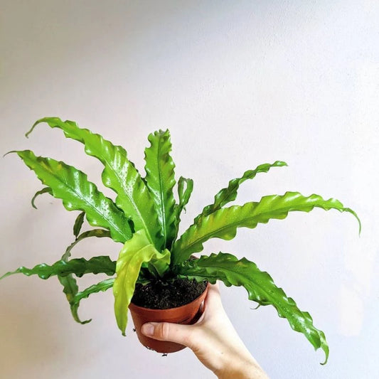 Asplenium Osaka 20 - 30cm