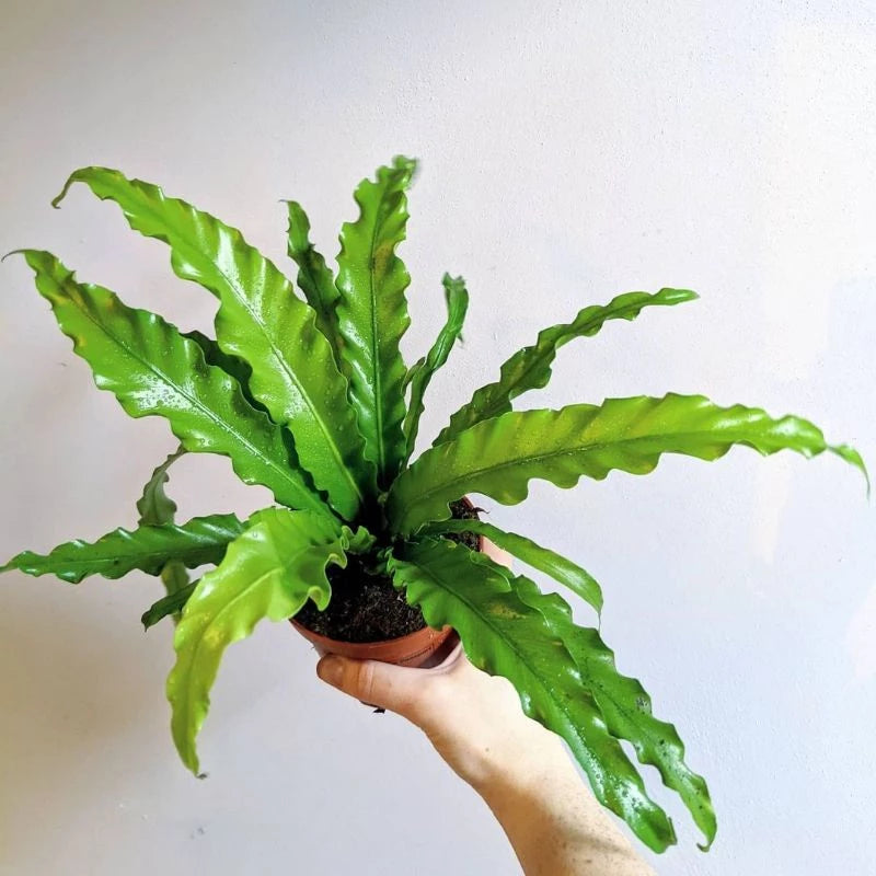 Asplenium Osaka 20 - 30cm