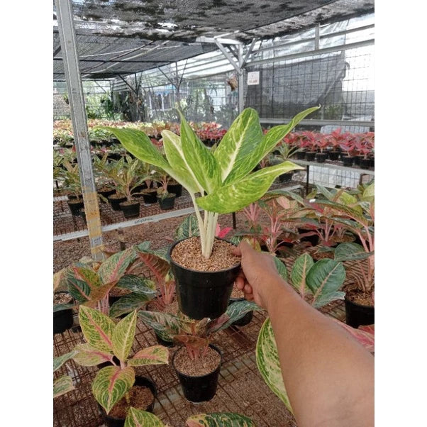 Aglaonema Sundrop 2 - 4 leaves
