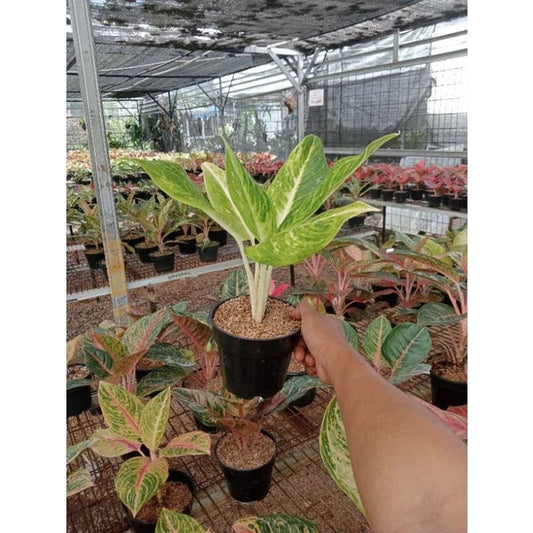 Aglaonema Sundrop 2 - 4 leaves