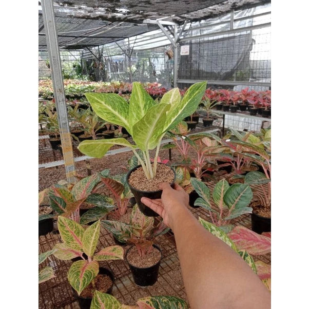 Aglaonema Sundrop 2 - 4 leaves