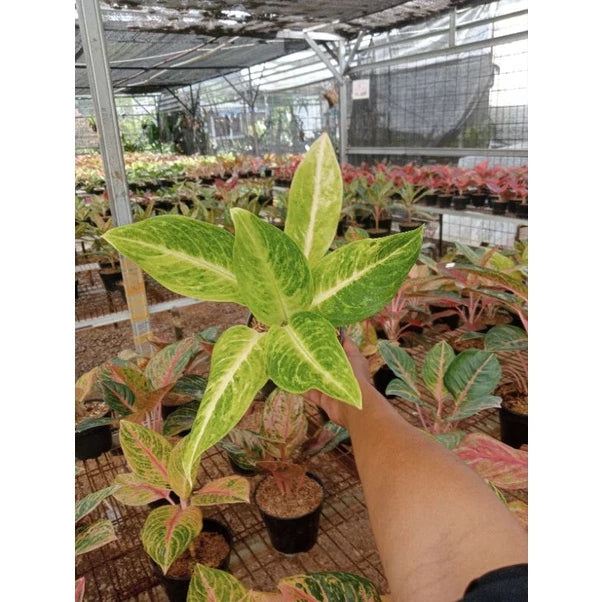 Aglaonema Sundrop 2 - 4 leaves