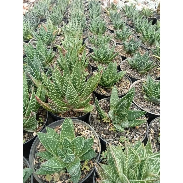 Aloe Aristata medium size