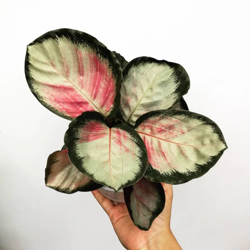 Calathea Roseopicta - 4 leaves