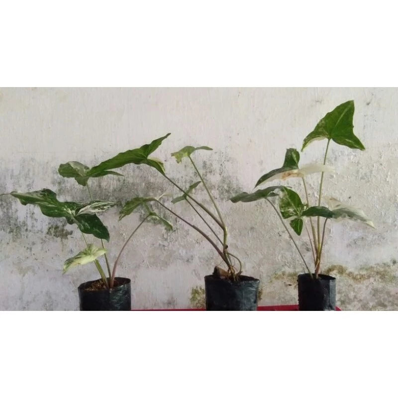 Syngonium Albo  2 - 4 leaves
