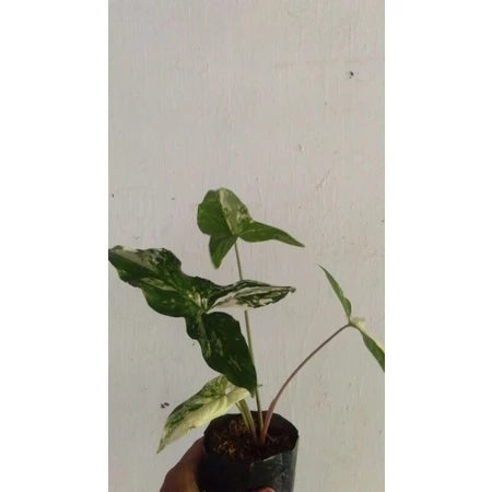 Syngonium Albo  2 - 4 leaves