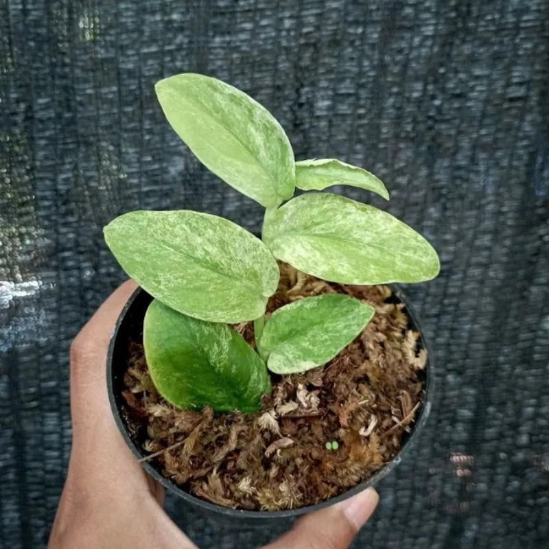 Rhaphidophora Korthalsii Variegated 2-3 Leaves