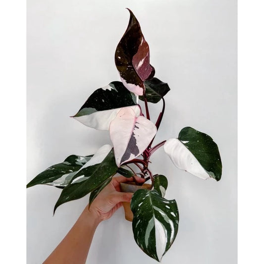Philodendron White Anderson 2-3 Leaves