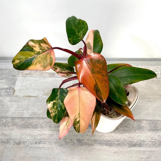 Philodendron Strawberry Shake 2-3 Leaves