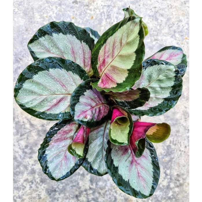 Calathea Roseopicta - 4 leaves