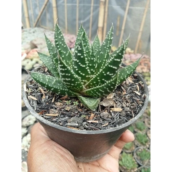 Aloe Aristata medium size