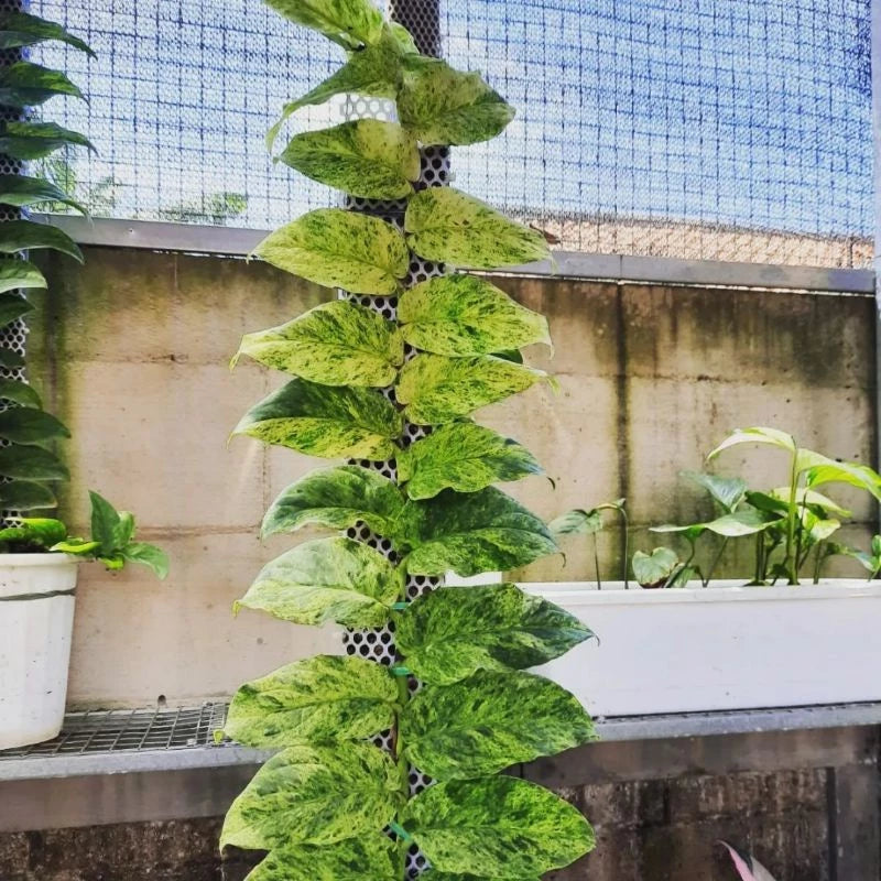 Rhaphidophora Korthalsii Variegated 2-3 Leaves