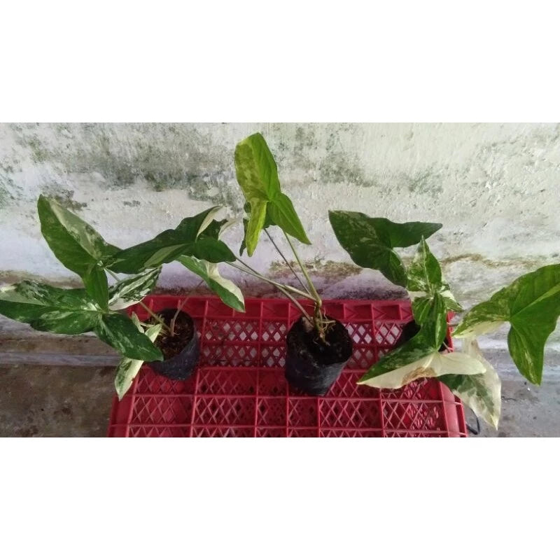 Syngonium Albo  2 - 4 leaves