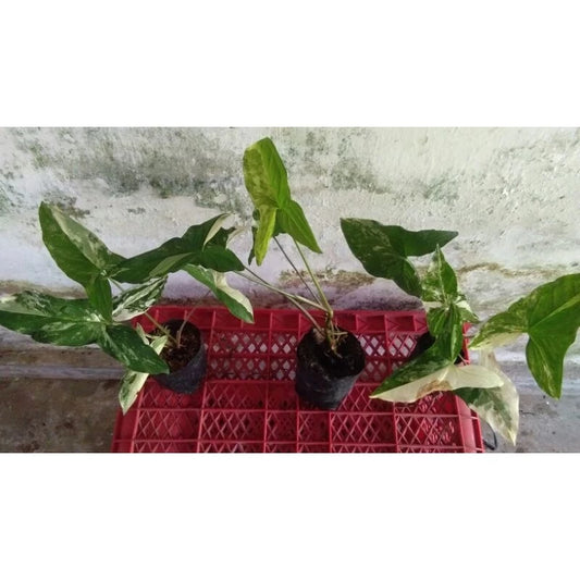 Syngonium Albo  2 - 4 leaves