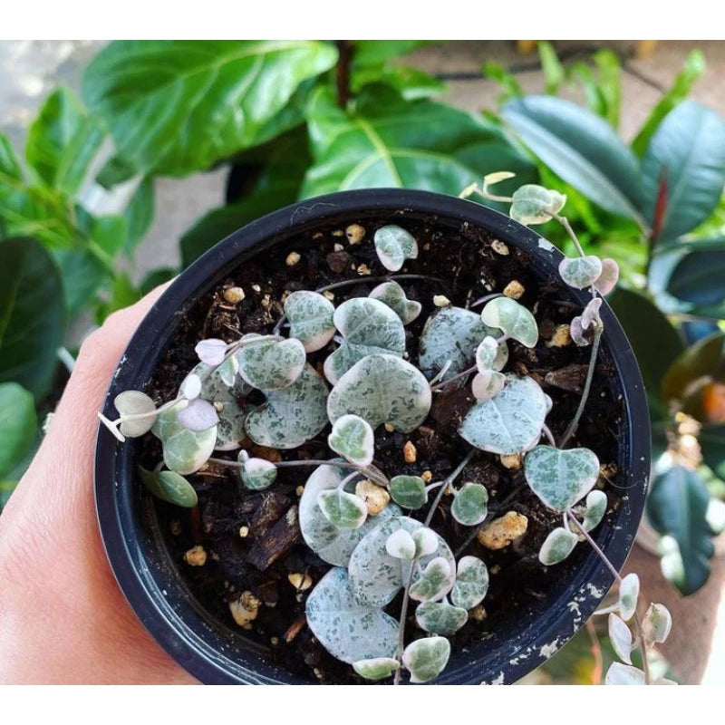 Ceropegia Woodii Variegata String of Heart 2-3 Leaves