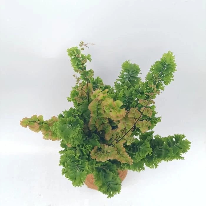 Adiantum Tenerum medium size