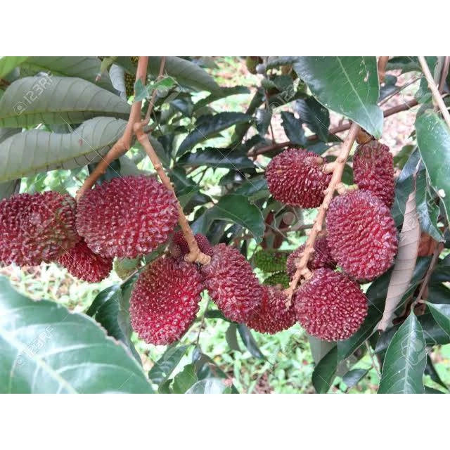 Rambutan Kapulasan 30 - 50cm