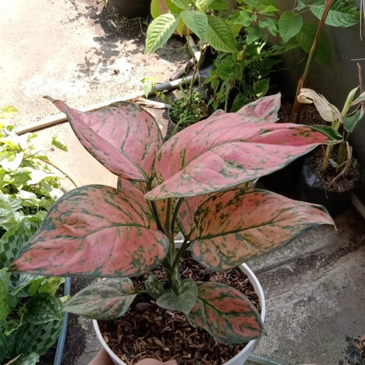 Aglaonema Valentine 2 - 4 leaves