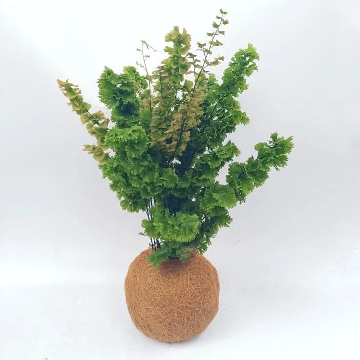 Adiantum Tenerum medium size