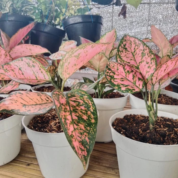 Aglaonema Valentine 2 - 4 leaves