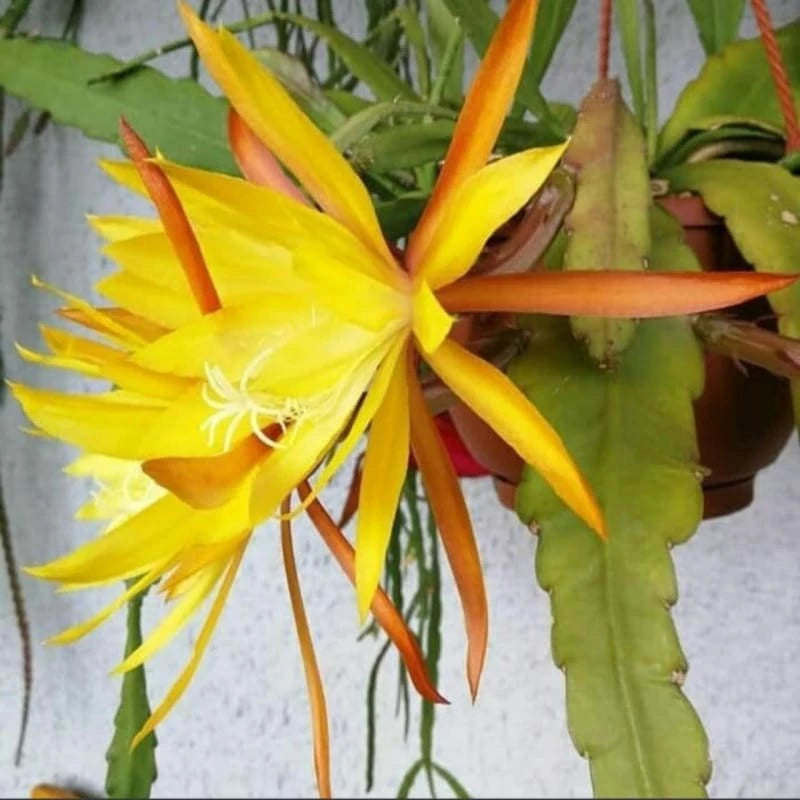 Epiphyllum Oxypetalum Yellow Flower 20 - 30cm