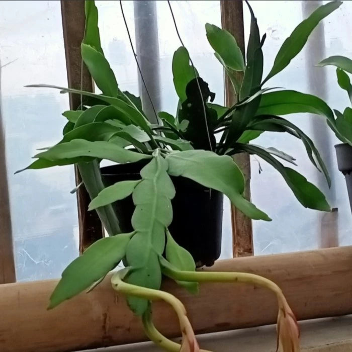 Epiphyllum Oxypetalum Yellow Flower 20 - 30cm