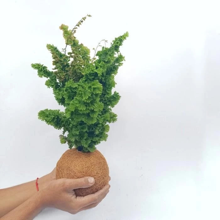 Adiantum Tenerum medium size