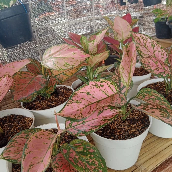 Aglaonema Valentine 2 - 4 leaves