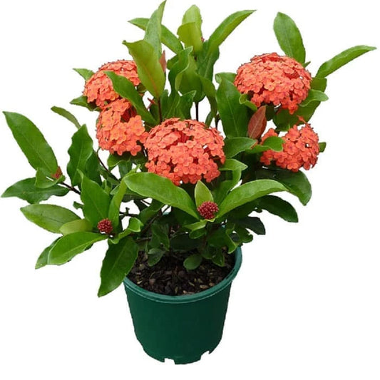 Ixora "Orange Flower" 20 - 30cm