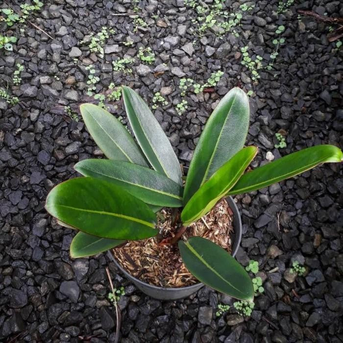Philodendron Callosum 2-3 Leaves
