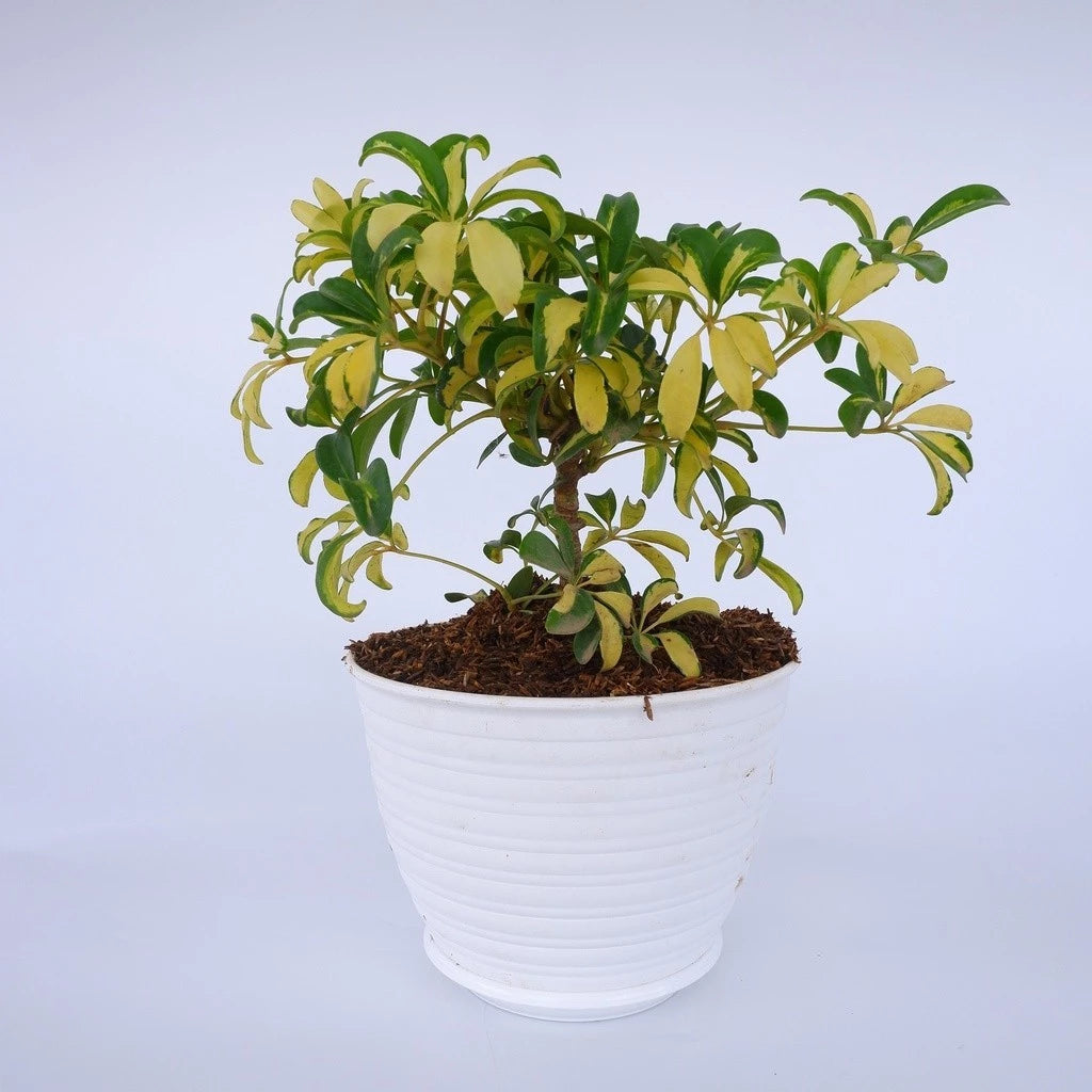 Schefflera Actinophylla Yellow Variegated 2-3 Leaves