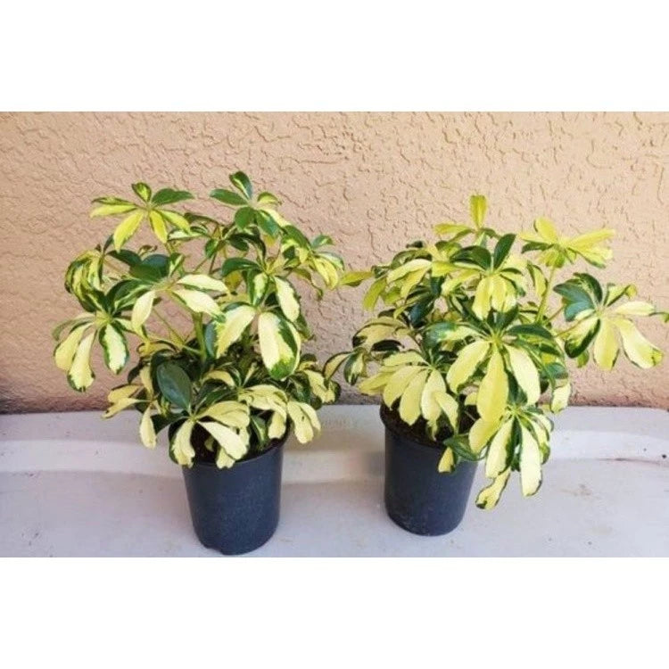 Schefflera Actinophylla Yellow Variegated 2-3 Leaves