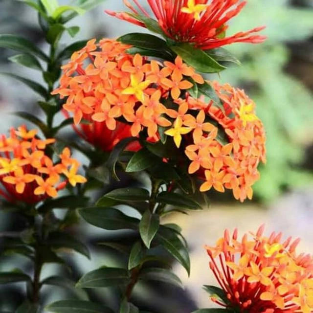 Ixora "Orange Flower" 20 - 30cm