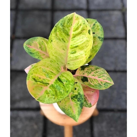 Aglaonema Emerald 2 - 4 leaves