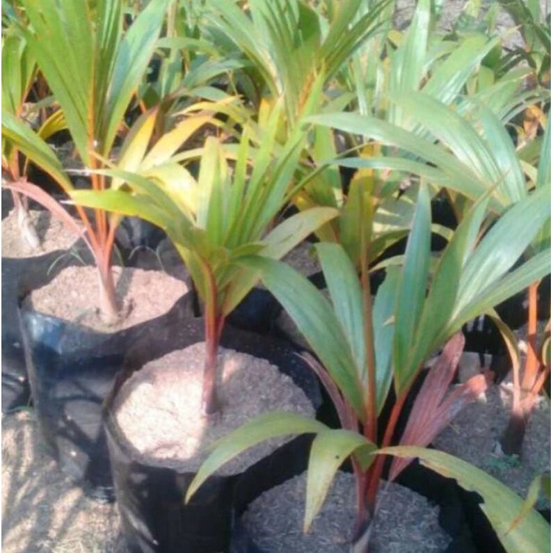 Bottle Palm 20 - 30cm