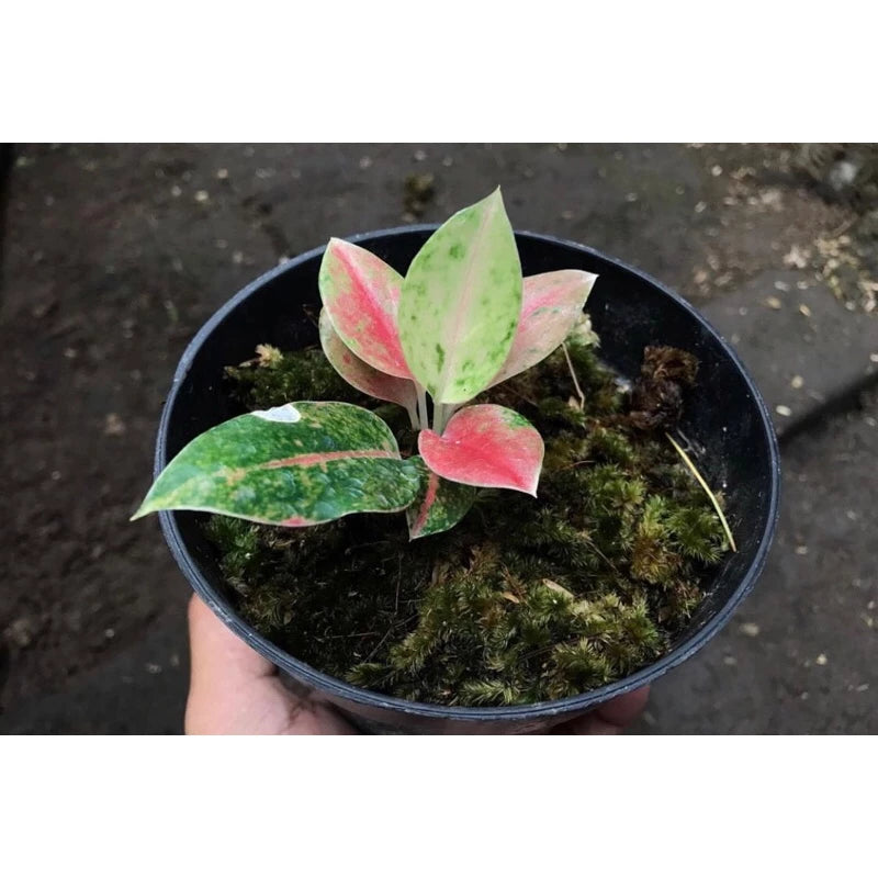 Aglaonema Emerald 2 - 4 leaves