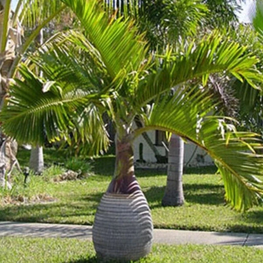 Bottle Palm 20 - 30cm