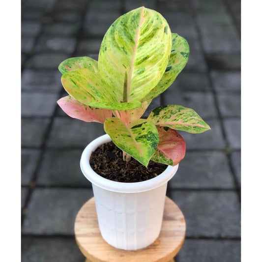 Aglaonema Emerald 2 - 4 leaves