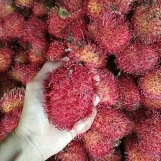 Rambutan Garuda Jumbo 30 - 50cm