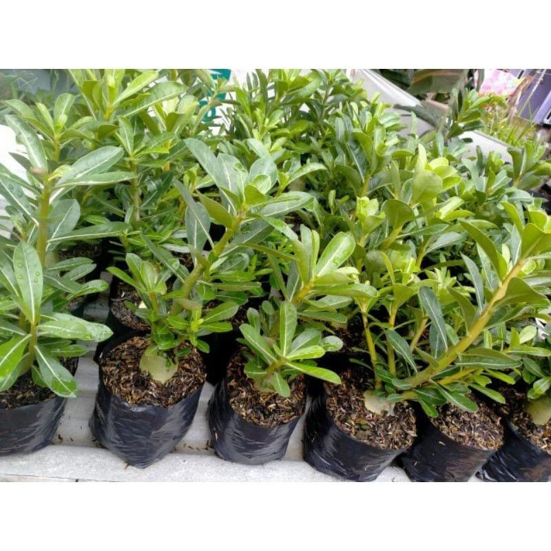 Adenium Godzi Whole Plant