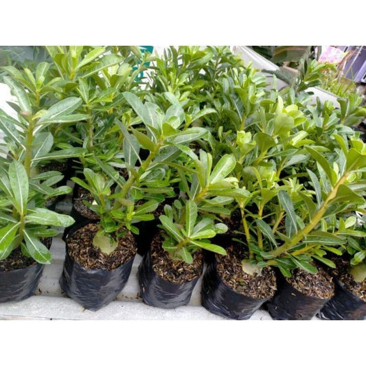 Adenium Godzi Whole Plant