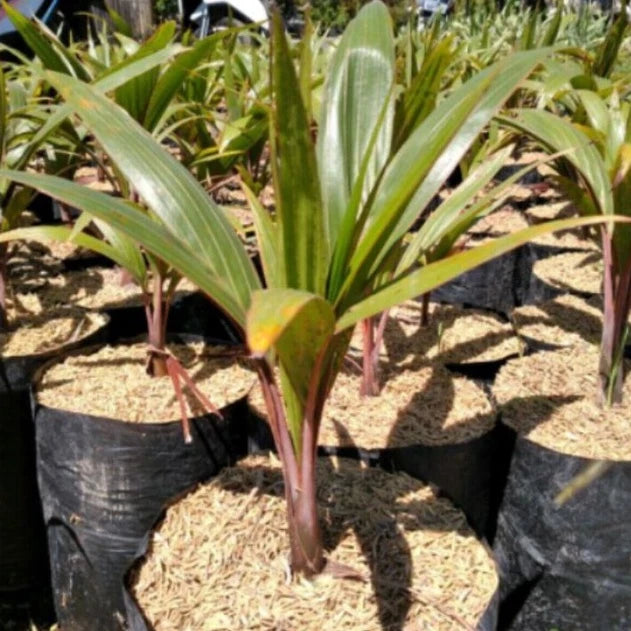 Bottle Palm 20 - 30cm