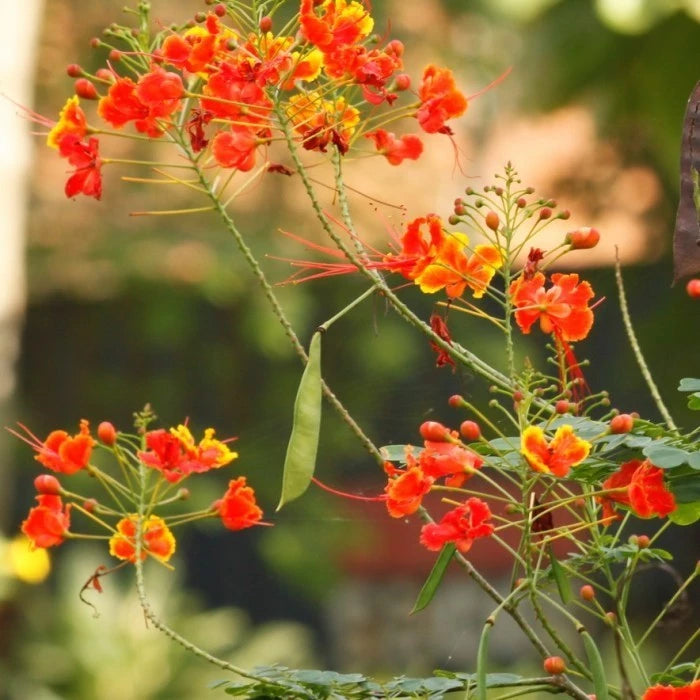Delonix Regia 20 - 30cm