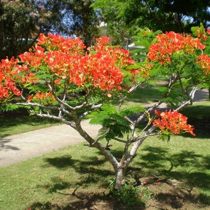 Delonix Regia 20 - 30cm