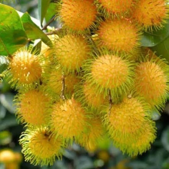 Rambutan Gading Kuning 30 - 50cm